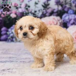 Abby, Cavachon Puppy